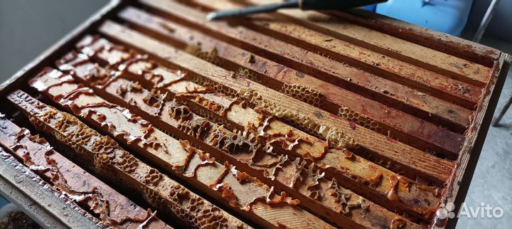 Мед (майский)