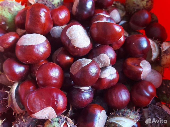 Каштан для поделок