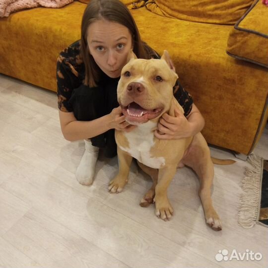 Передержка собак