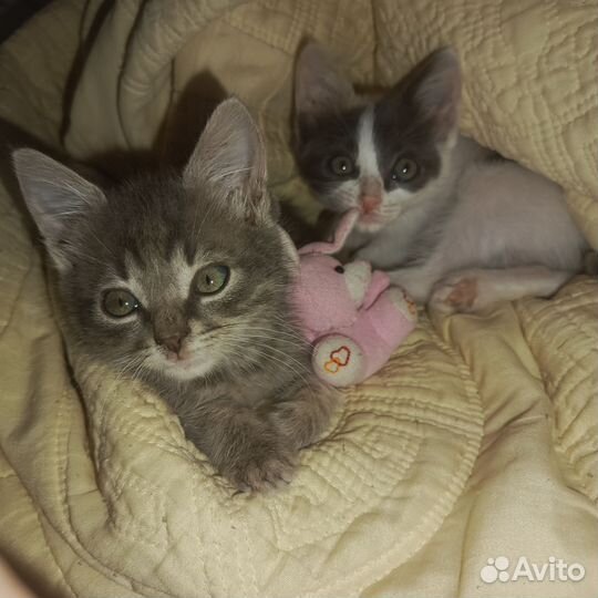 Отдам котят