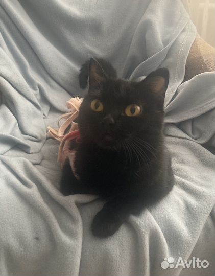 Кошка в дар