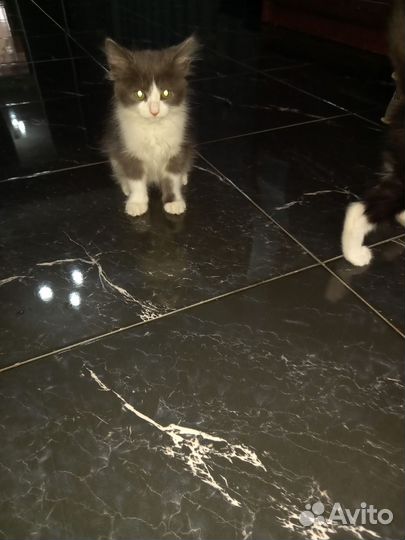 Котенок