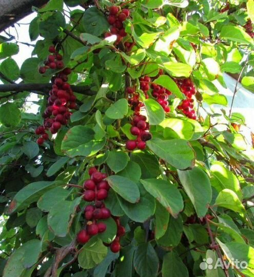 Саженцы лимонник китайский Горный