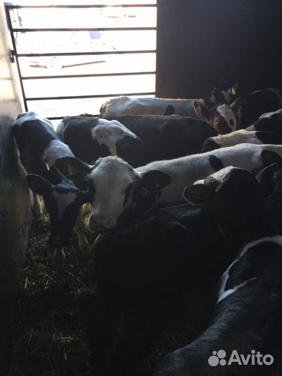 Бычки телята