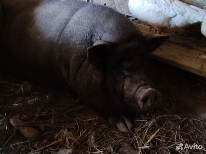 Вислобрюхие свиньи