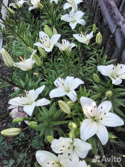 Лилия белоснежная