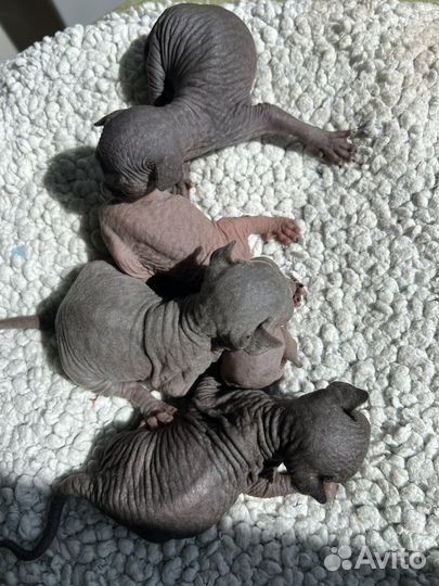 Канадский сфинкс