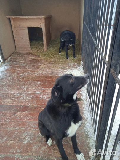 Собака в добрые руки