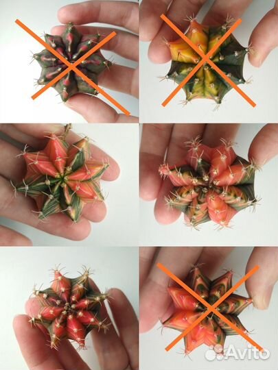 Тайские вариегатные гимнокалициумы