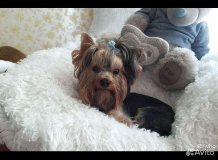 Щенки йорки мини