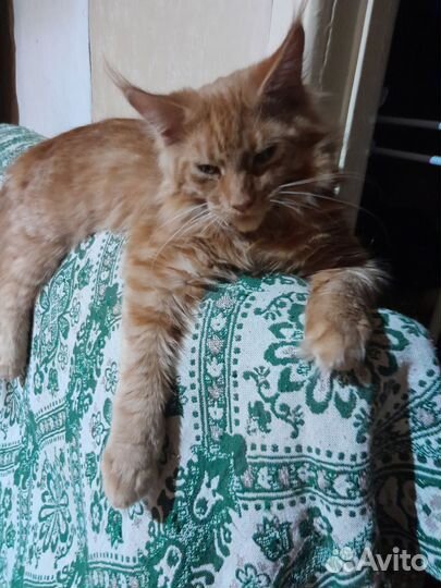 Кот мейн-кун вязка