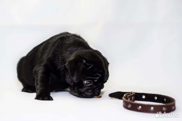 Щенки мопса