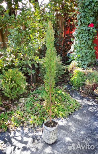 Кипарис пирамидальный