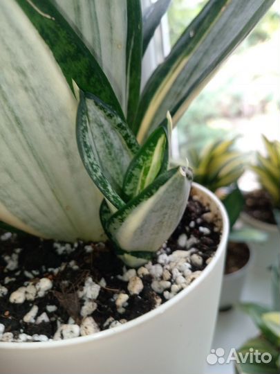 Сансевиерия ханни Сильвер Зебра