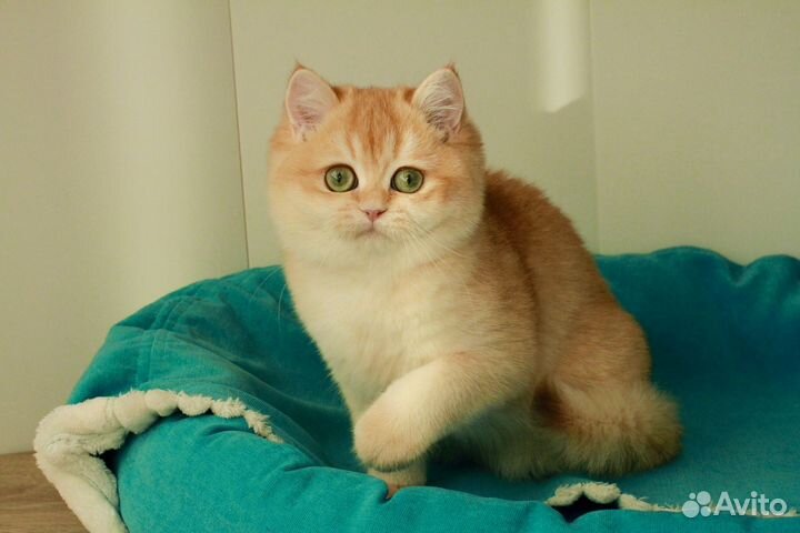 Британская кошка