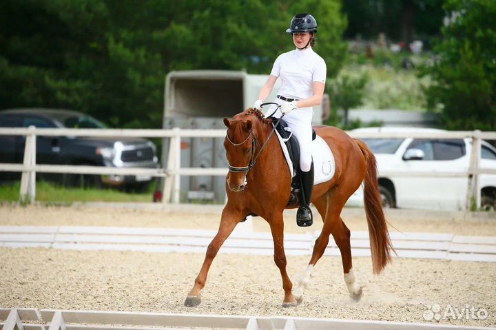 Выездковый мерин