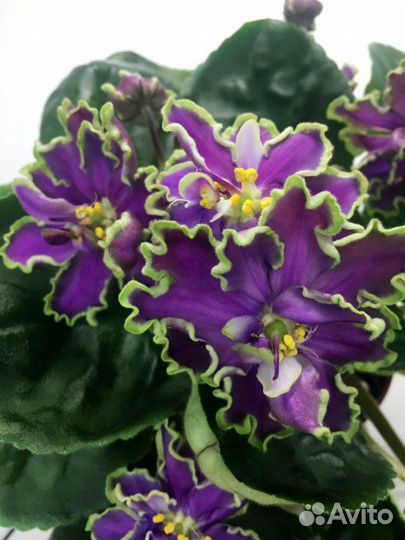 Продам сортовые фиалки