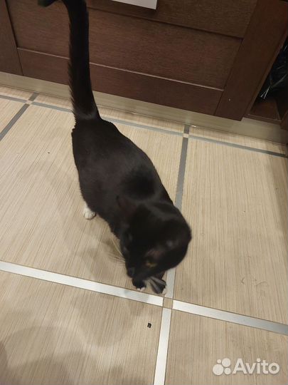 Отдам бесплатно кошку