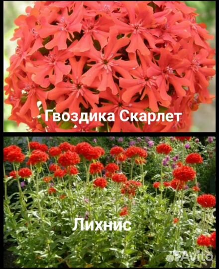 Гвоздика, дельфиниум, пиретрум ромашка