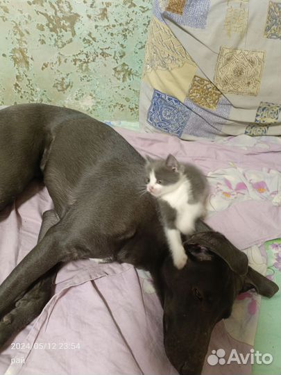 Котик маленький