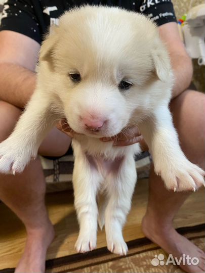 Собаки щенки бесплатно