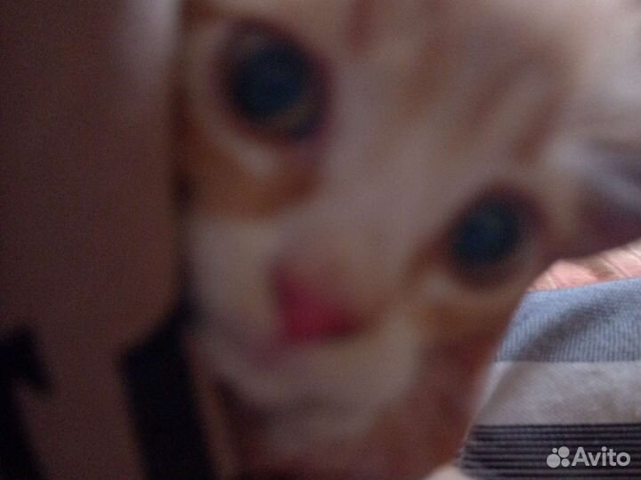 Рыжий котенок девочка в добрые руки бесплатно