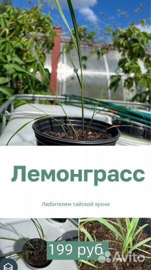 Лемонграсс