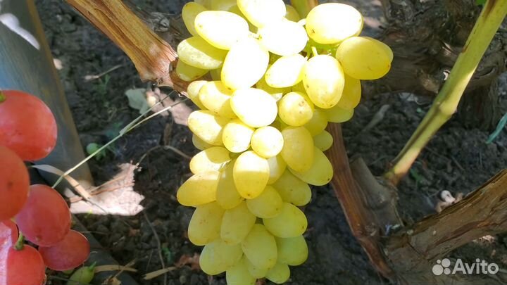 Саженцы винограда кишмиш Ириска