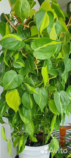 Филодендрон сканденс бразил