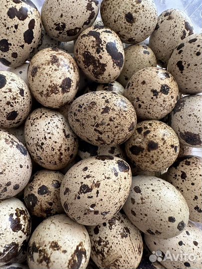 Яйца перепелиные домашние