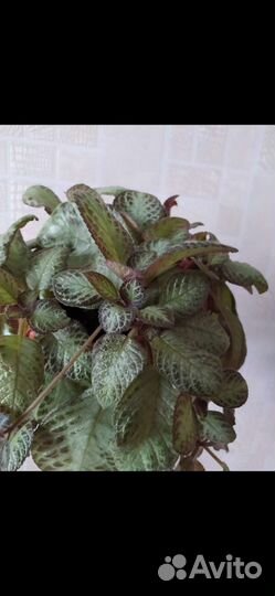 Драцена, фикус, эписция