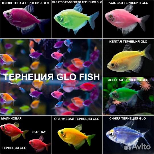 Рыбки тернеция гло. Тернеции глофиш. Тернеция содержание совместимость. Тернеция красная аквариумная рыбка. Тернеция содержание совместимость.