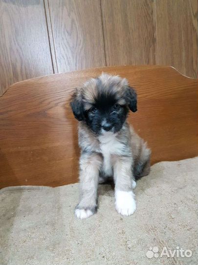 Маленькая собака