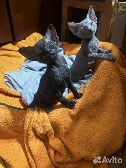 Донской сфинкс котята