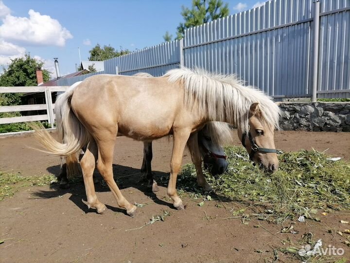 Шетлендские пони