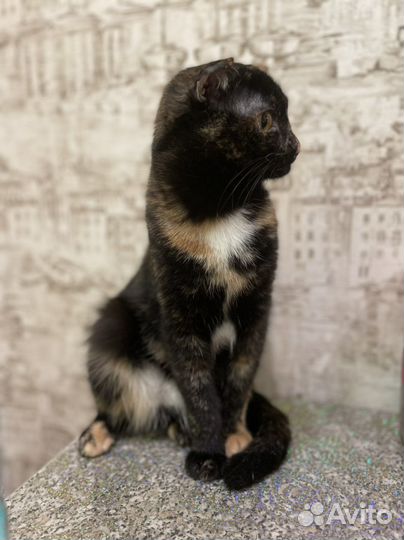 Кошка