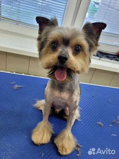 Грумер,стрижка собак и кошек