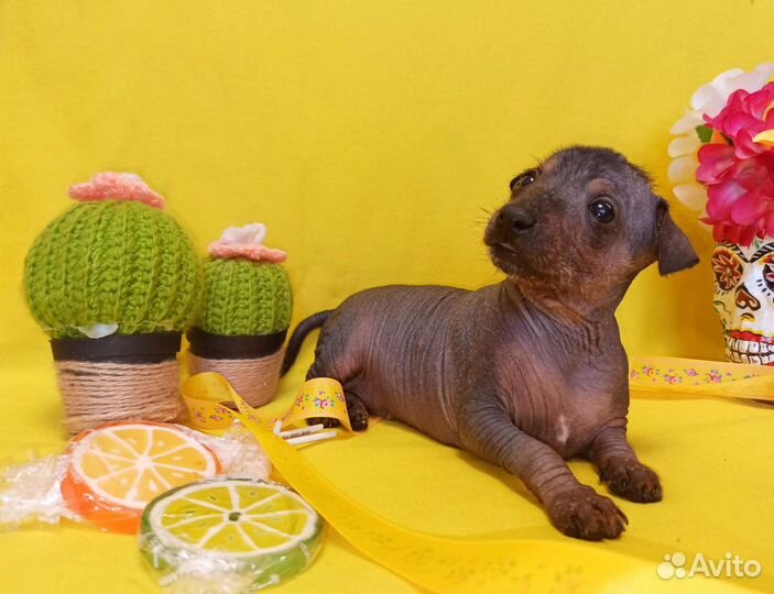 Ксолоитцкуинтли мексиканская голая