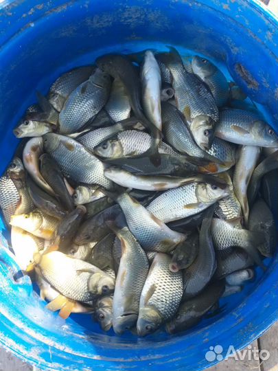 Мальки рыбы для пруда