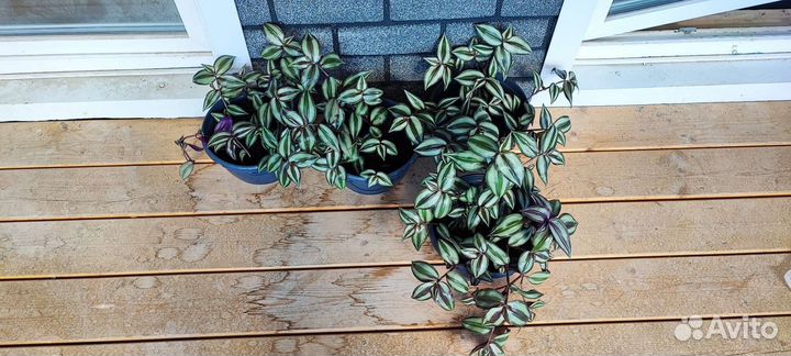 Традесканция зебрина в подвестных кашпо