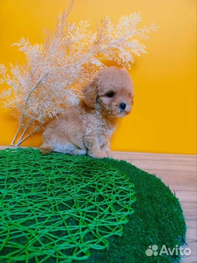 Мальтезе mini мальчики