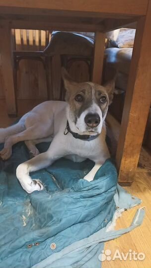 Отдам в добрые руки