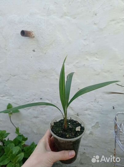 Пальма Трахикарпус