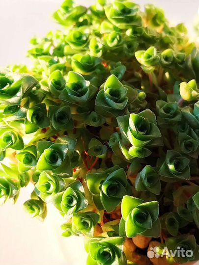 Суккуленты - крассулы, седум