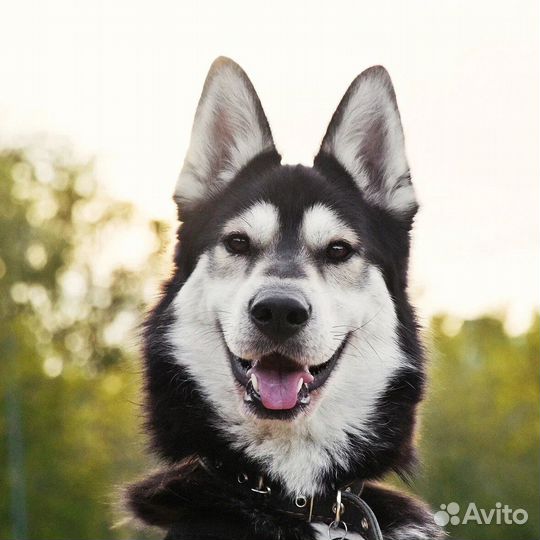 Хаски Макс ищет дом