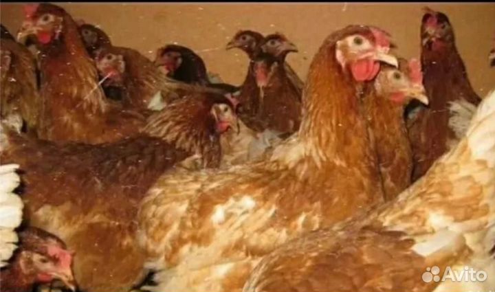 Курочки несушки напрямую с кфх