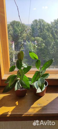 Хойя, комнатное растение