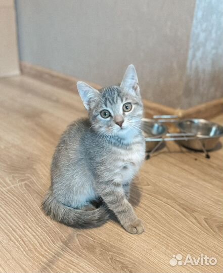 Котята в добрые руки даром