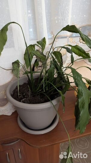 Комнатные цветы