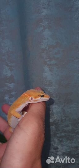 Геккон эублефар